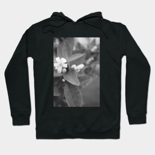 Black and White Plant Hoodie